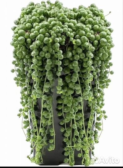 Крестовник роули