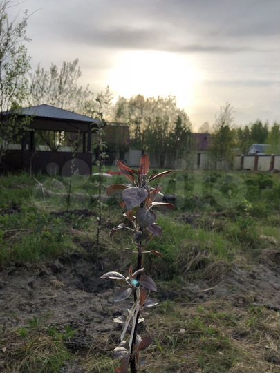 Участок 18 сот. (СНТ, ДНП)