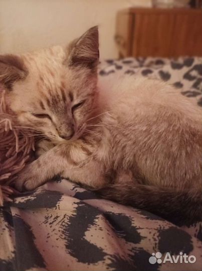 Кошки бесплатно