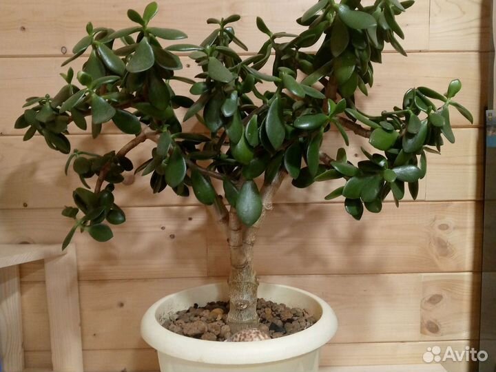 Денежное дерево толстянка крассула