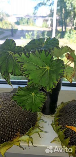 Бегония тигровая