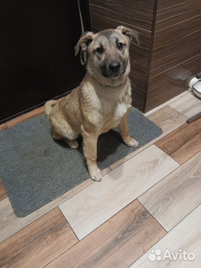 Щенок- подросток