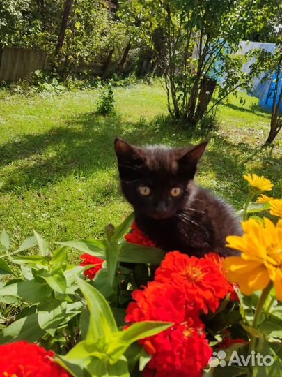Котята в дар