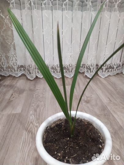 Комнатные растения