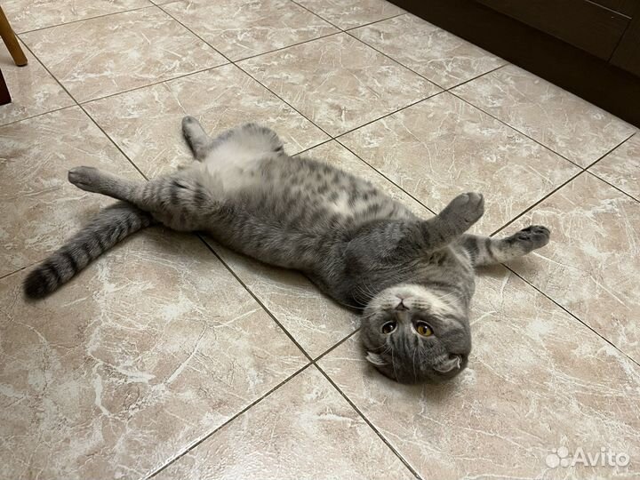 Шотландский кот вязка