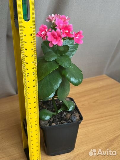 Каланхоэ Блоссфельда