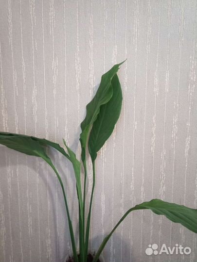 Спатифиллумы разные