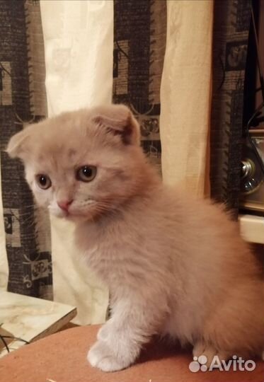Шотландский котёнок