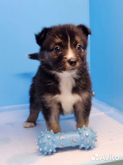 Щенки в дар