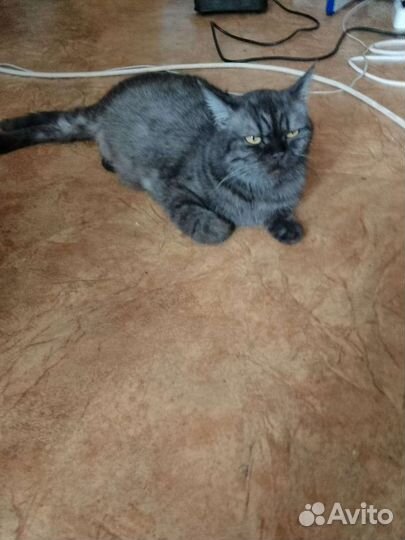 Кошка, котята в дар бесплатно