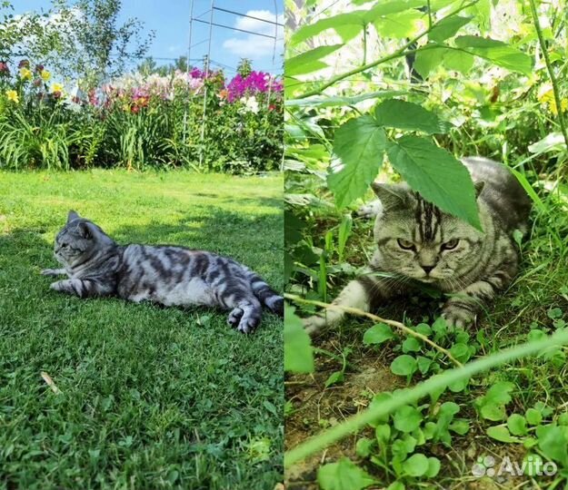 Кот ищет дом. В добрые руки