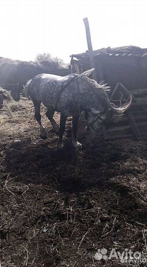 Лошадь жеребец