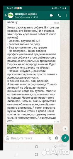 Метис Джек рассел терьера и шпица