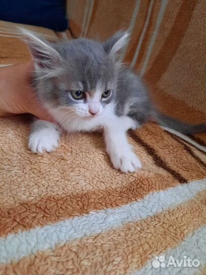 Кошка в дар бесплатно