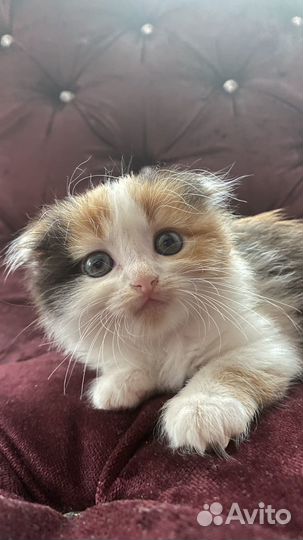 Котята в любящие ручки