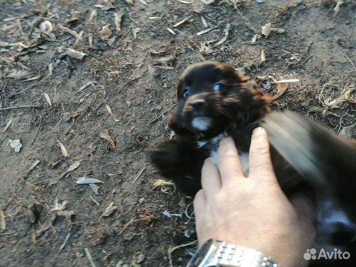 Собака в добрые руки отдам бесплатно
