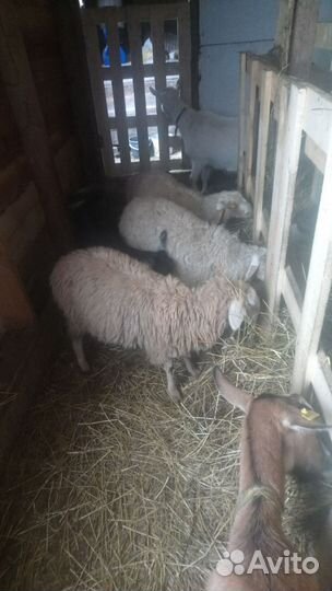 Овцы, ярки