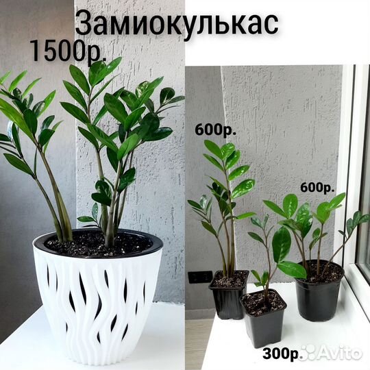 Домашние цветы