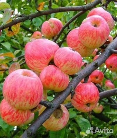 Саженцы яблони высокоурожайные