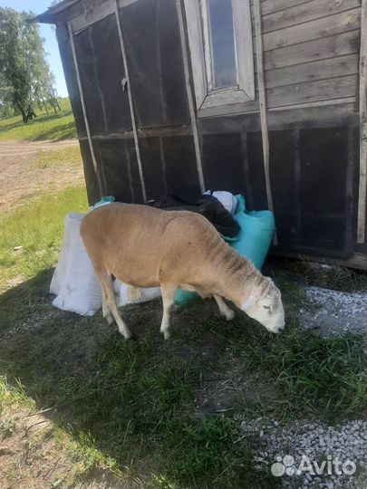 Катумский баран