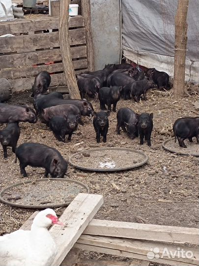 Поросята вислобрюхие крупные