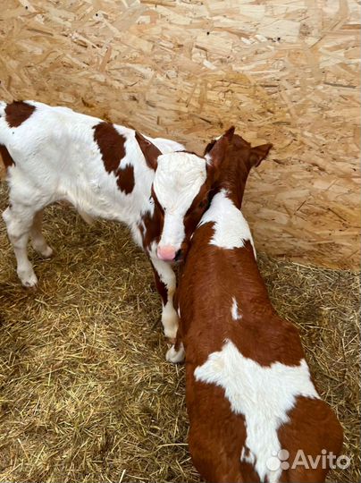 Телята бычки тёлки доставка бесплатная