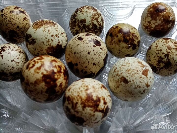 Яйца перепелиные