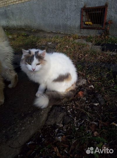 Кошка ищет дом