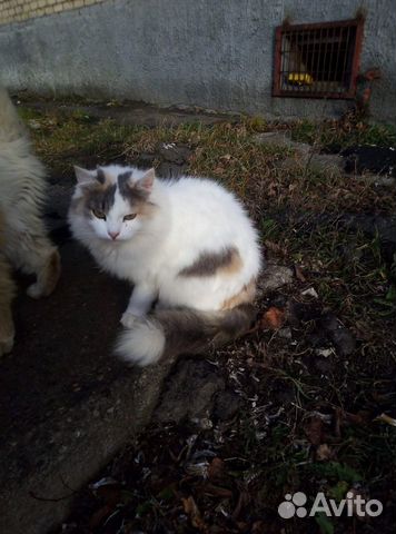 Кошка ищет дом