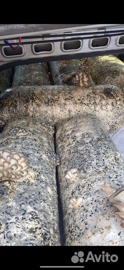 Грибные блоки вешенка