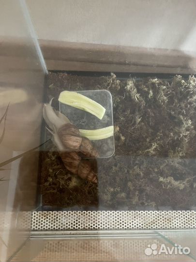 Аквариум с улитками прямоугольный