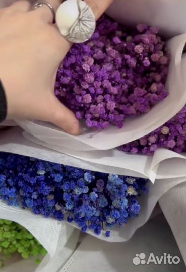 Стабилизированная гипсофила