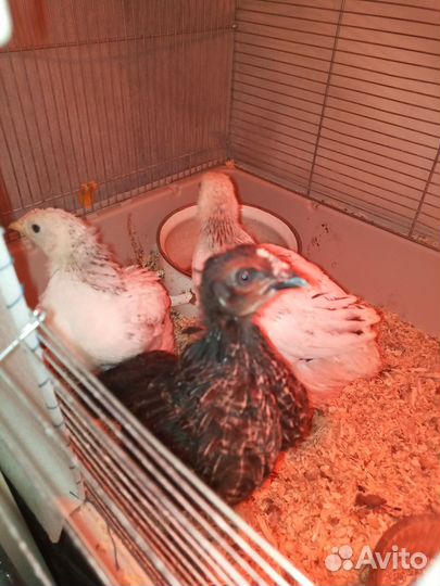 Цыплята доминанты