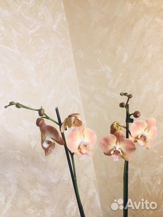 Орхидея фаленопсис Леди Мармелад