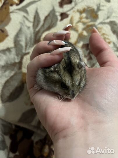 Хомячиха джунгарик