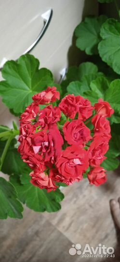 Пеларгония герань сортовая