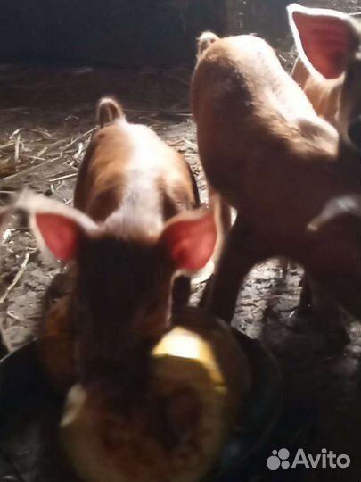 Поросята