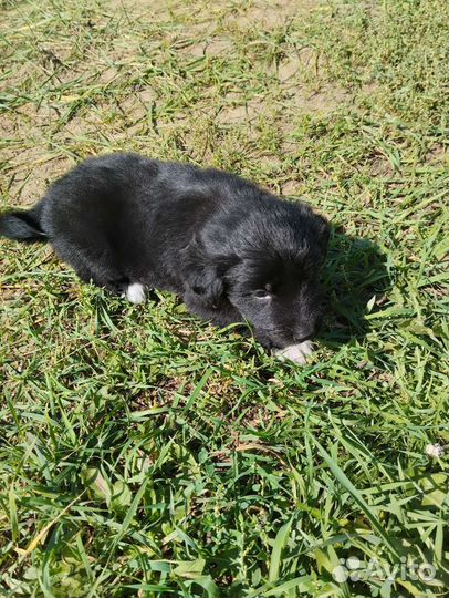 Отдам бесплатно щенки