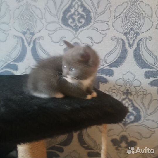 Отдам кота в добрые руки