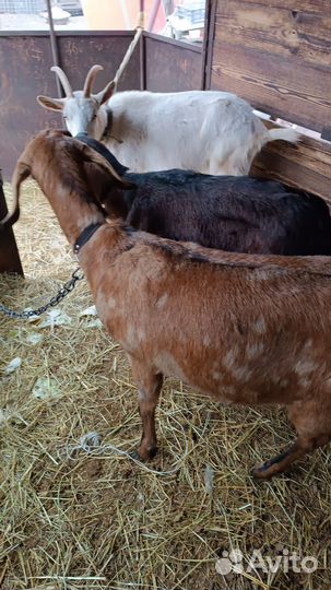 Дойные нубийские козы