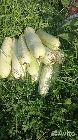 Кабачки домашние