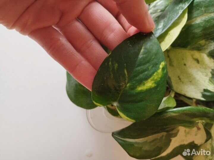 Эпипремнум