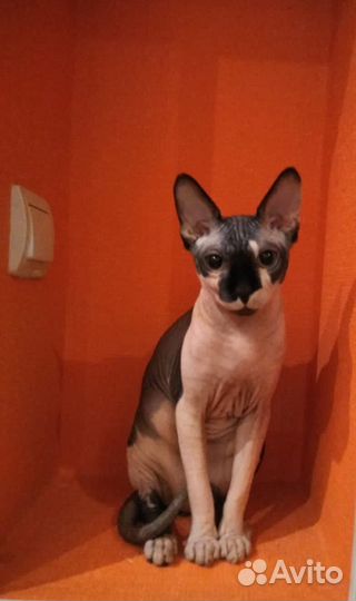 Канадский сфинкс вязка