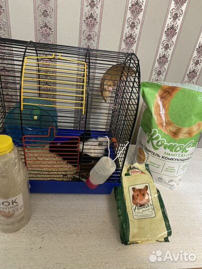 Ангорский хомяк (сирийский длинношерстный)