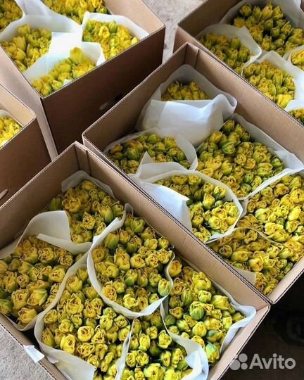 Тюльпаны к 8 марта оптом