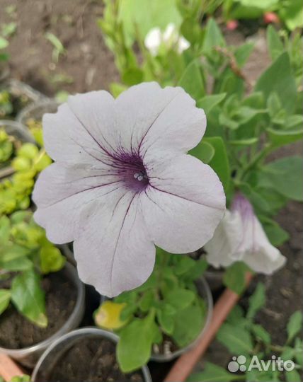 Петуния ампельная рассада