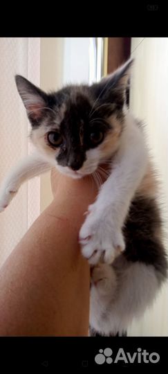 Котята мальчики