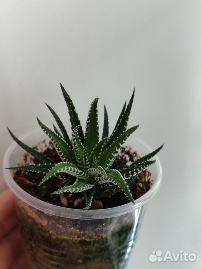 Комнатные растения