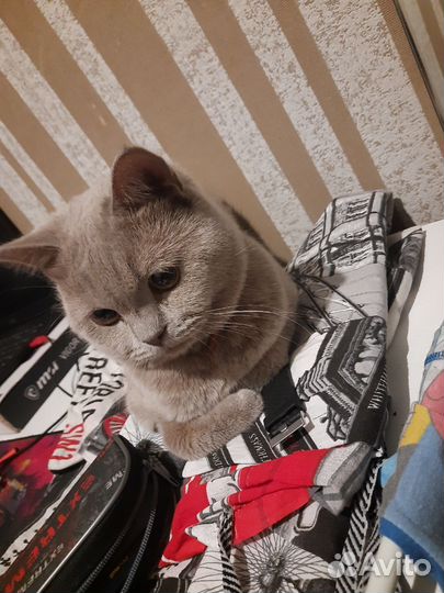 Британский кот