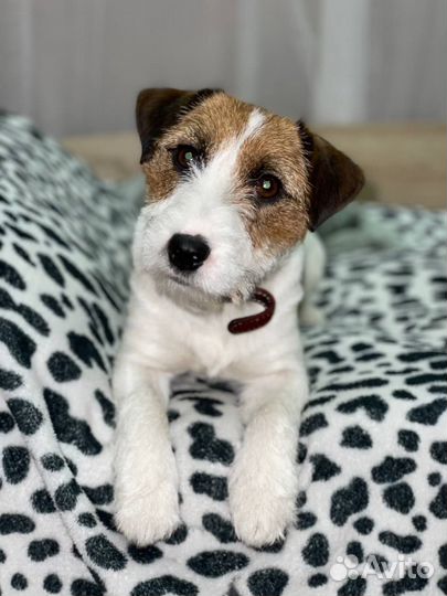 Продаем щенка